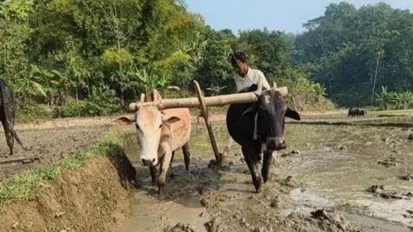আকস্মিক বন্যায় কৃষকের স্বপ্ন মূহুর্তেই তছনছ,নতুন করে বাঁচার চেষ্ঠা